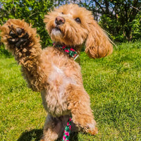 Obroża dla psa w Arbuzy elegancka Watermelon - Kiss the Dog