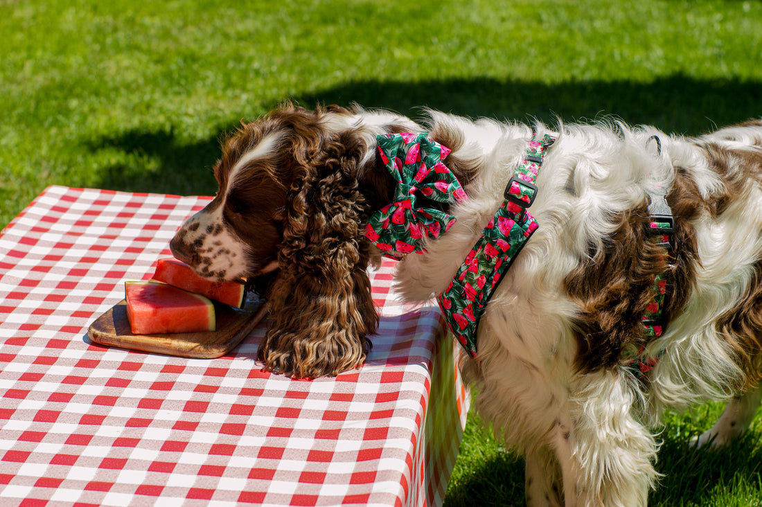 Mucha dla psa Różowa Watermelon - elegancka - Kiss the Dog