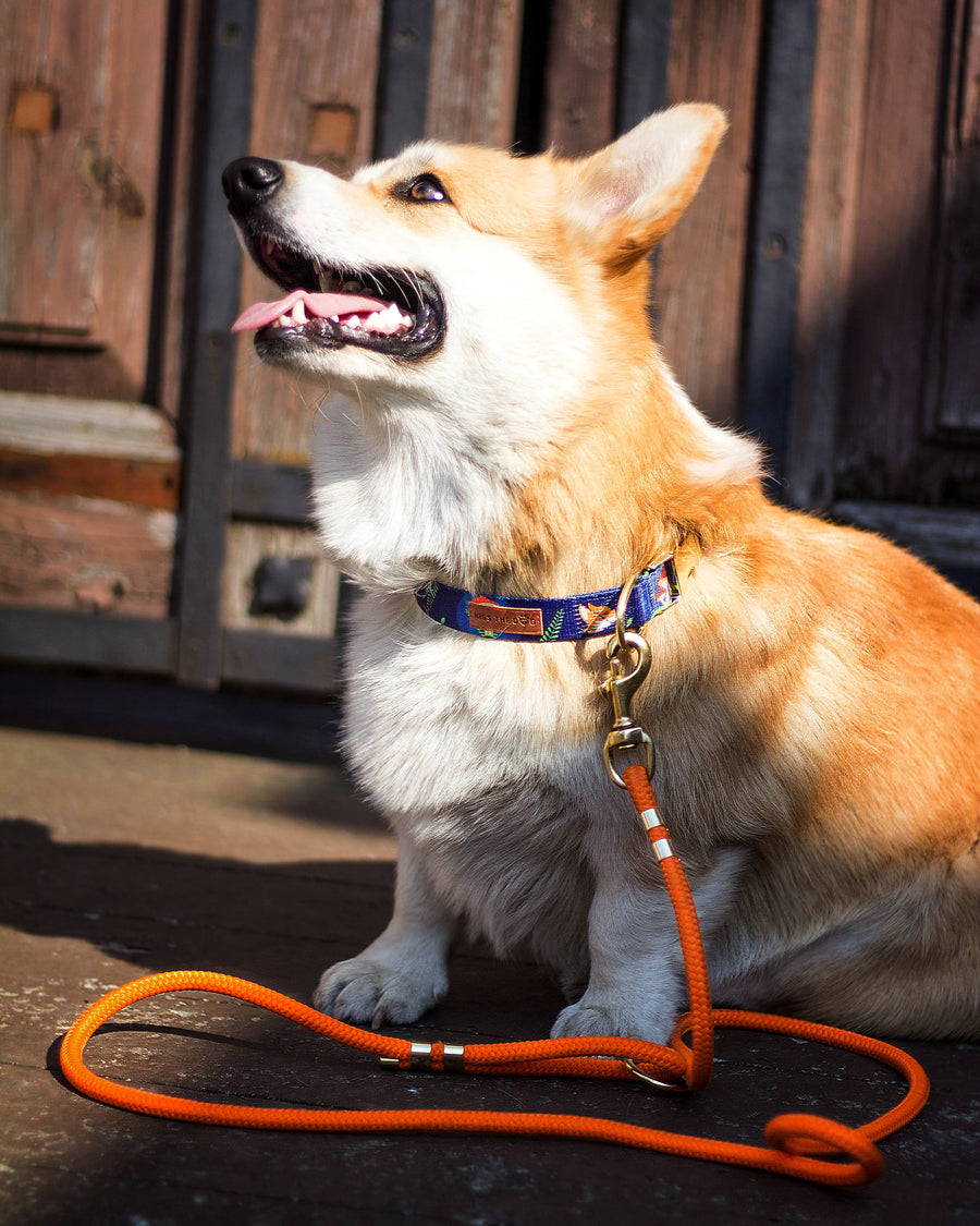 Smycz linowa dla dużego i małego psa - Pomarańczowa - Złote